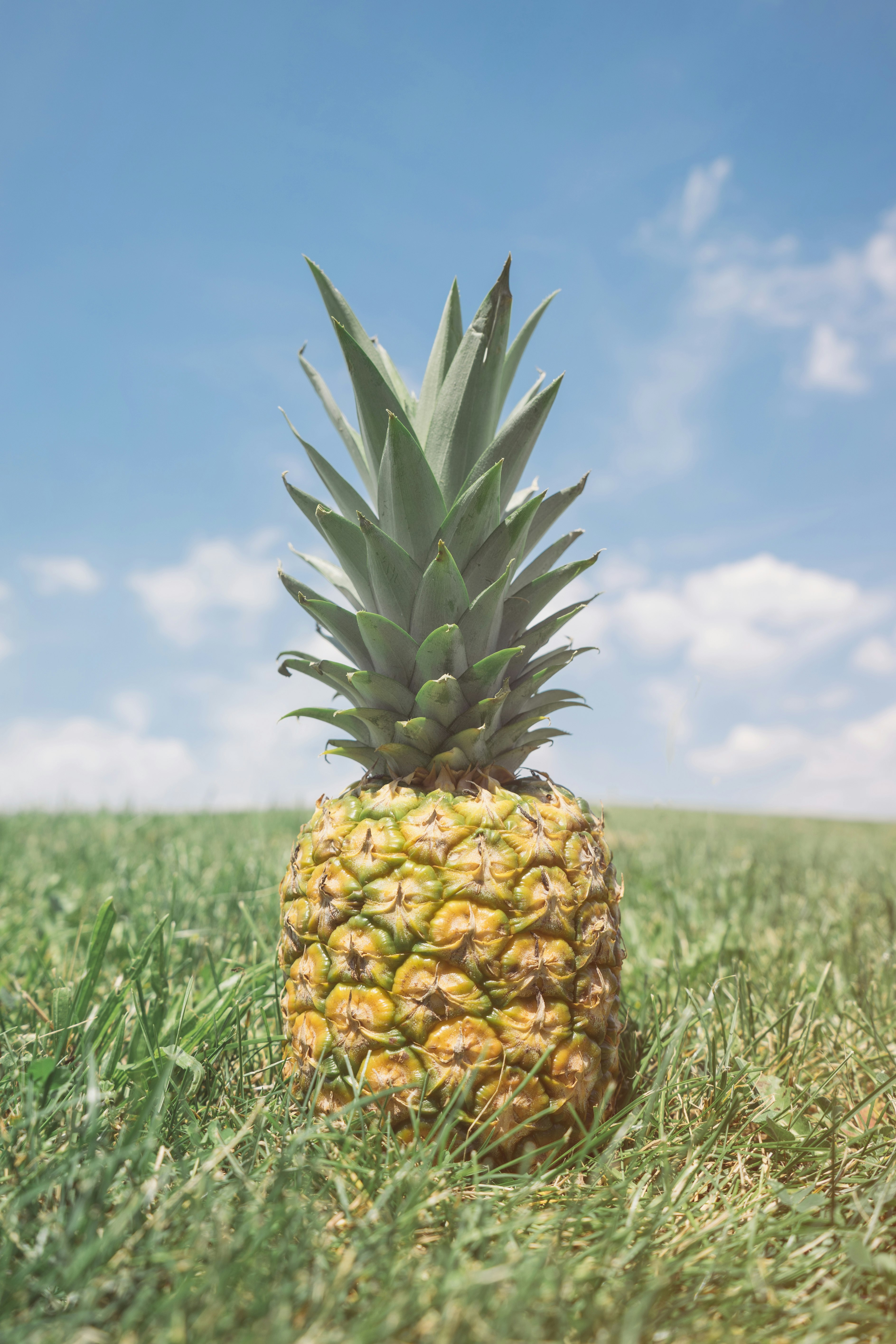 close up photography of pineapple fruit